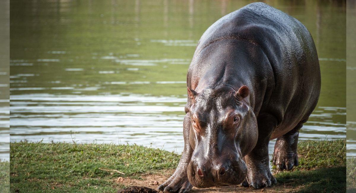 Inicia esterilización de hipopótamos de Pablo Escobar, se gastarán más de 808 millones de pesos. Foto: minambiente.gov.co