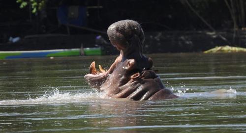 Hipopótamos sin control: la eutanasia empieza a ser considerada