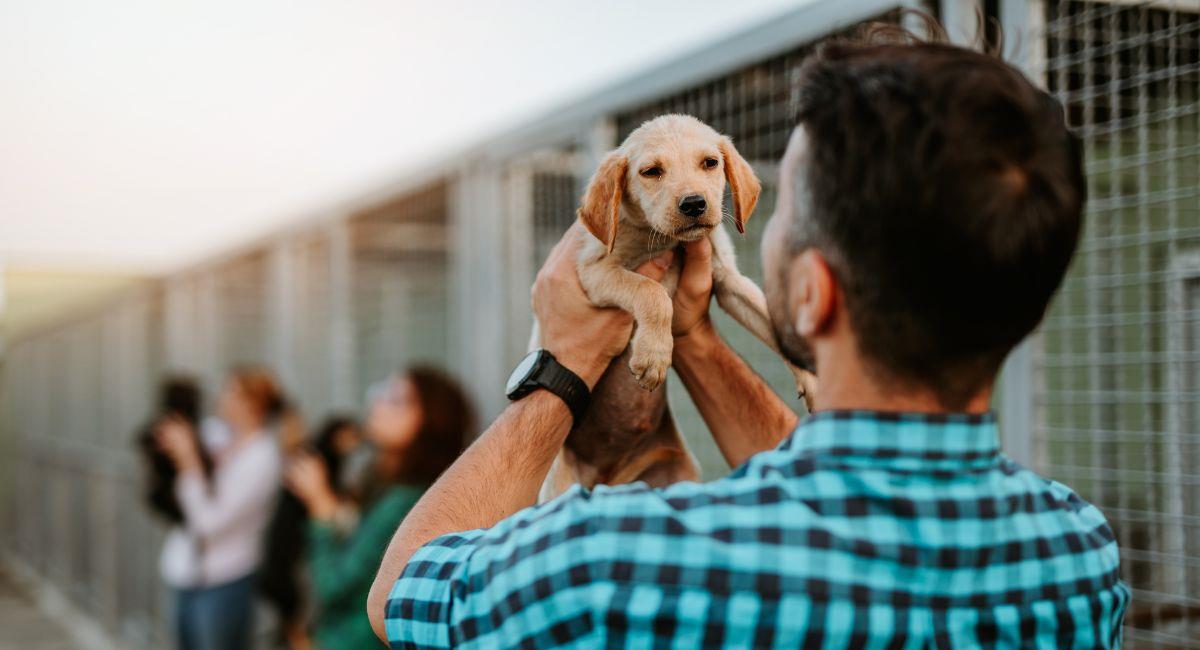 Conozca cómo es el proceso de la adopción animal en Colombia. Foto: Shutterstock