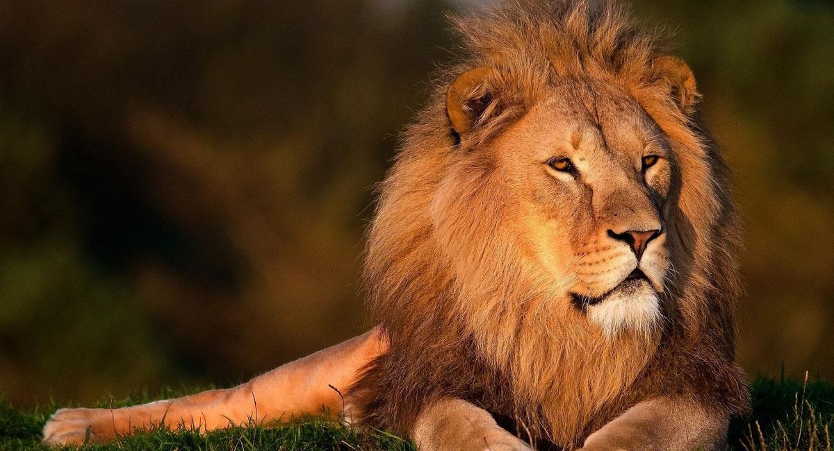 Un león puso en aprietos y atemorizó a una población italiana cercana a Roma. Foto: Pixabay