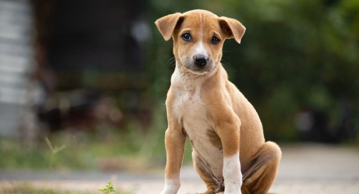 País asiático logró esterilizar al 100% de los perros callejeros. Foto: Shutterstock