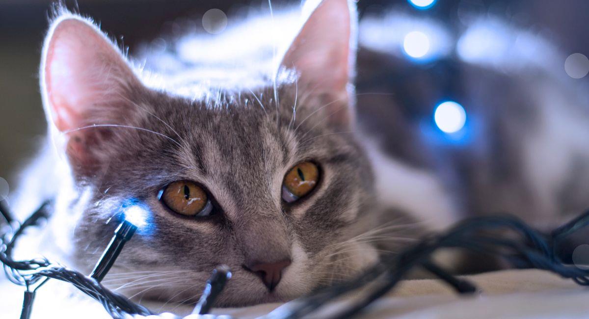 Consejos para proteger a tus mascotas de la pirotecnia en diciembre. Foto: Shutterstock