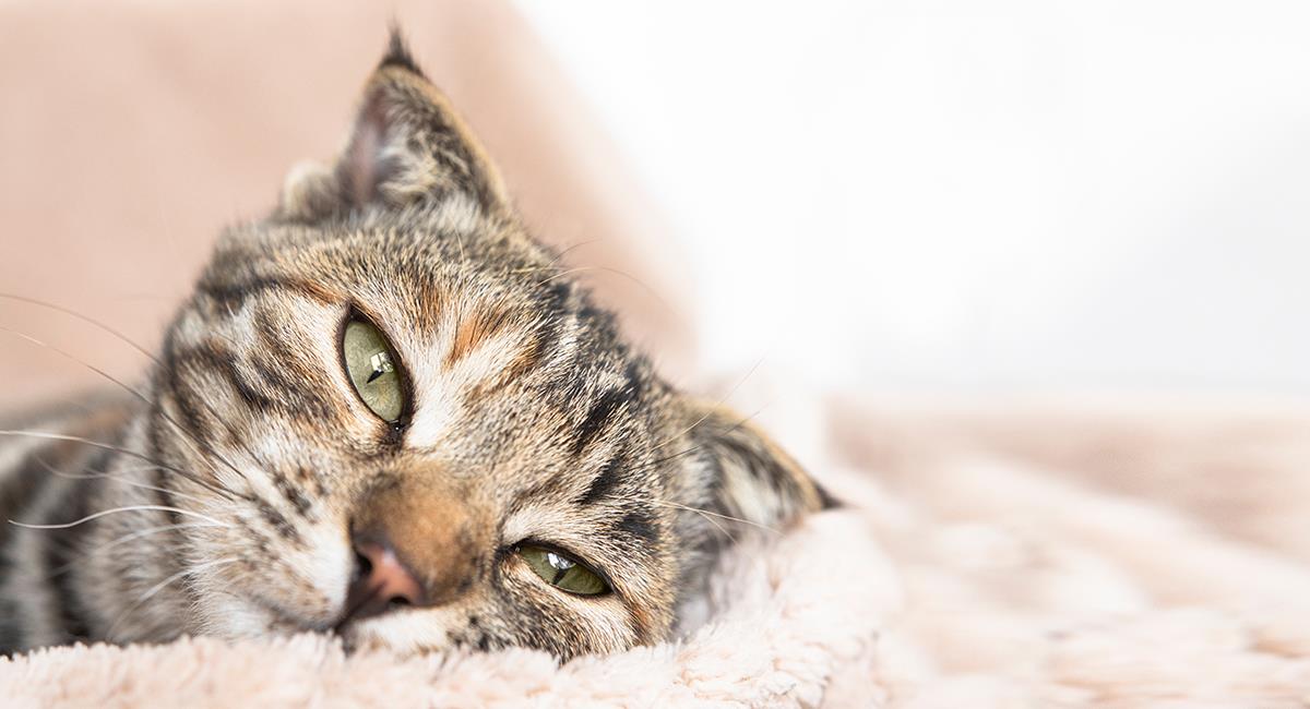 ¡Cuidado! Estas son 5 cosas que hacen los gatos cuando están a punto de morir. Foto: Shutterstock