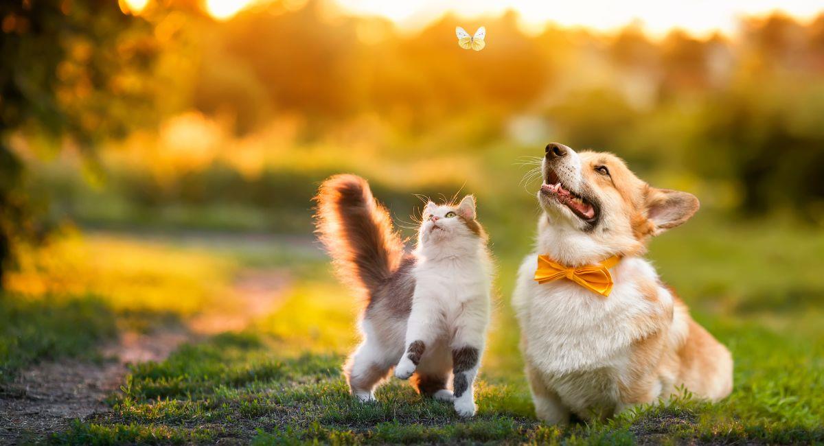 ¿Cómo hacer que un perro y un gato se adapten a un mismo hogar?. Foto: Shutterstock