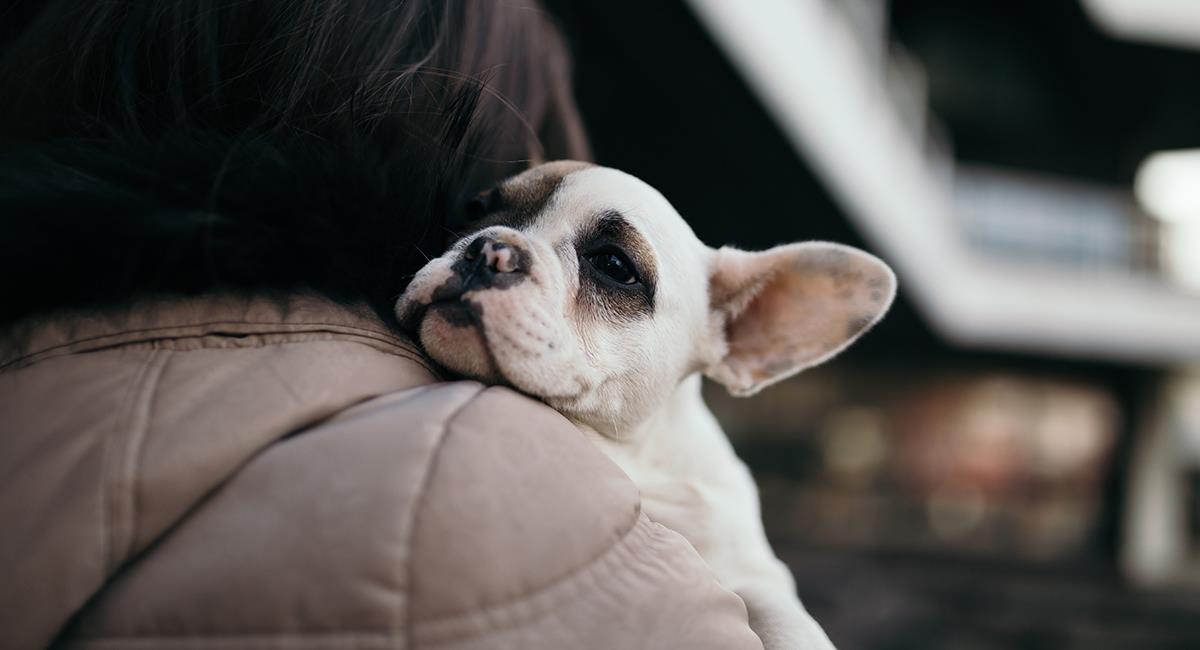“Adopta a los más valiosos”: más de 40 animales esperan ser adoptados este fin de semana. Foto: Shutterstock