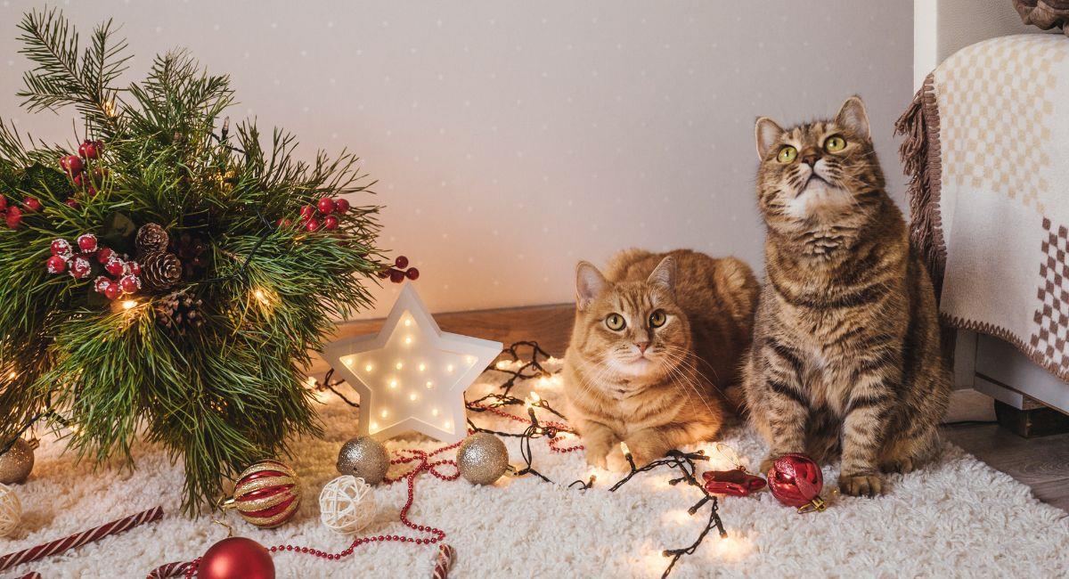 7 consejos para evitar que tu gato destruya tu árbol de navidad. Foto: Shutterstock