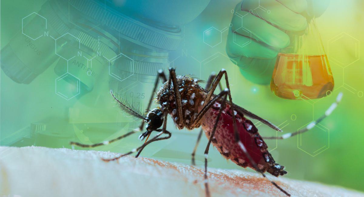 Aumentan los casos de dengue en el Valle del Cauca. Foto: Shutterstock