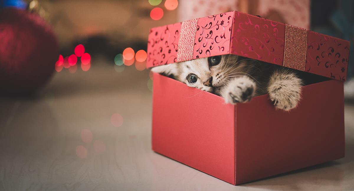 ¡No son juguetes!: 5 razones por las que no debes regalar una mascota en Navidad. Foto: Shutterstock