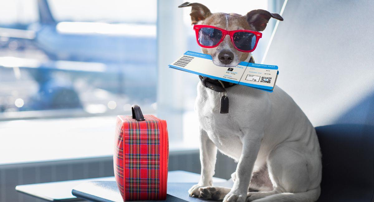 Las recomendaciones del ICA para poder viajar con una mascota. Foto: Shutterstock