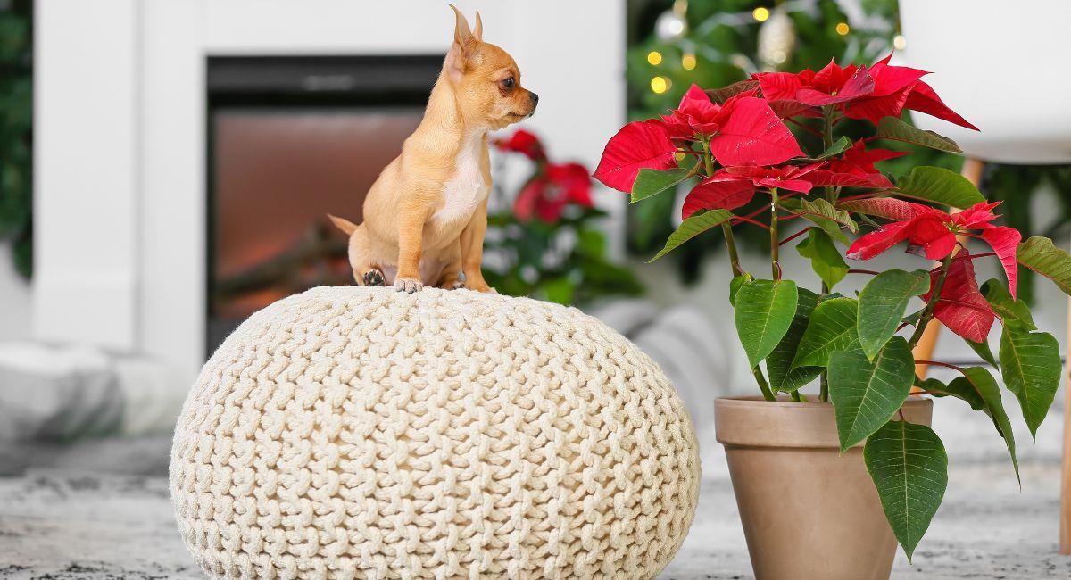 Flor de navidad: ¿es tóxica para mi mascota?. Foto: Shutterstock