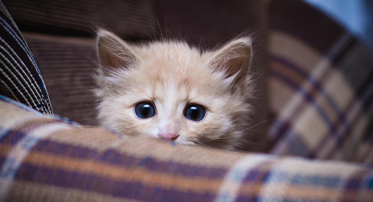 Los gatos también le tienen miedo a la pólvora: así puedes ayudarlos y calmarlos. Foto: Shutterstock
