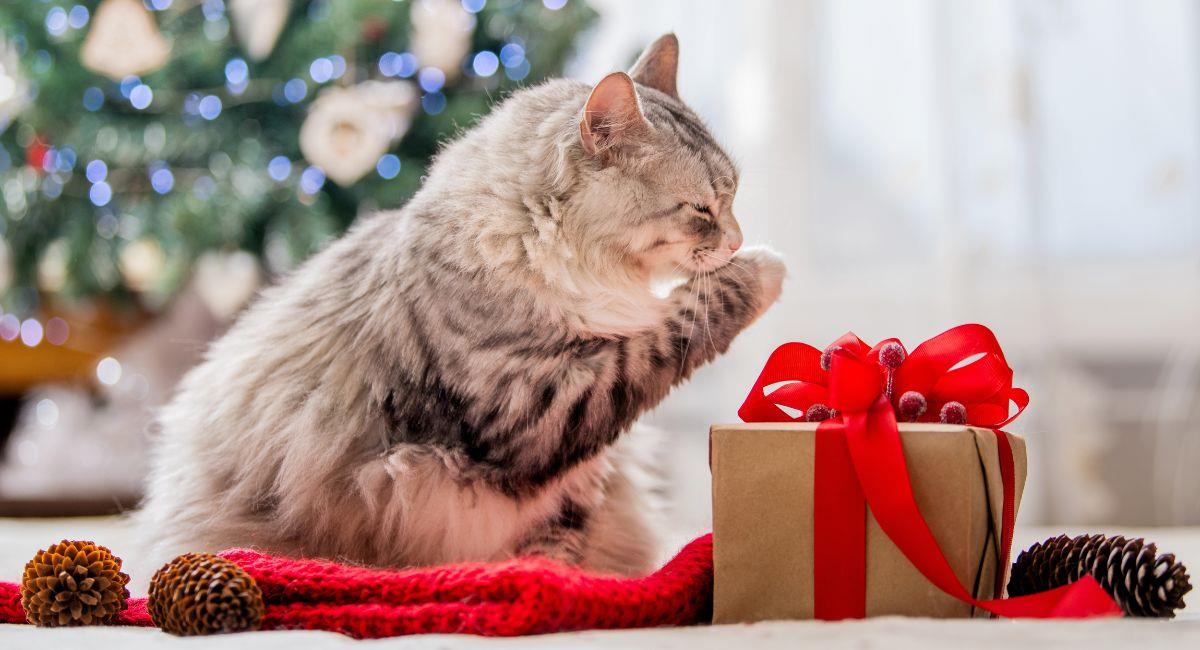 Este es el tiempo máximo que puedes dejar solos a tus gatos. Foto: Shutterstock