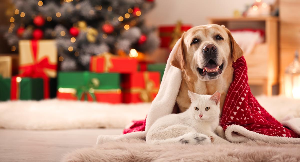 Bogotá es Navidad: gran jornada de adopción de mascotas del 15 al 18 de diciembre. Foto: Shutterstock