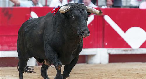 Podrían volver las corridas de toros a Bogotá