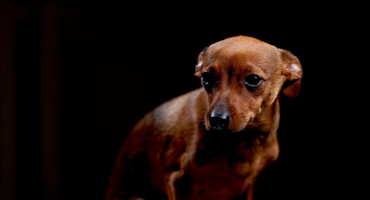 Método Tellington Touch: así puedes calmar la ansiedad de tu mascota por la pólvora. Foto: Shutterstock