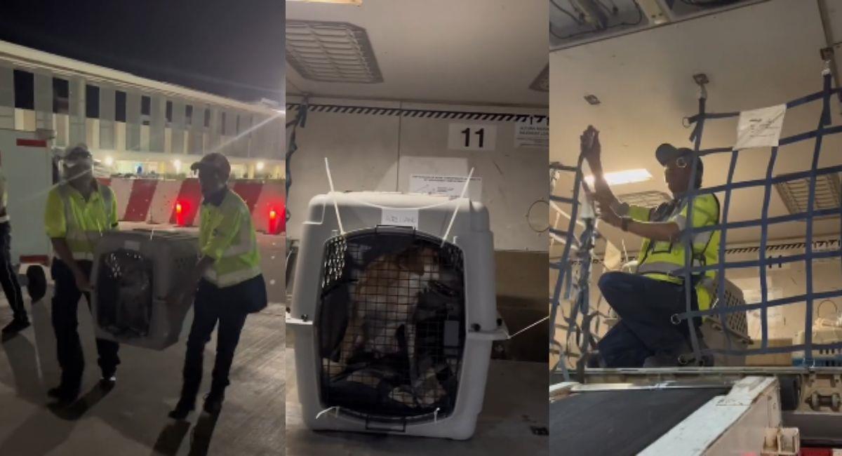 Trabajador mostró las condiciones en que viajan las mascotas en el avión. Foto: TikTok