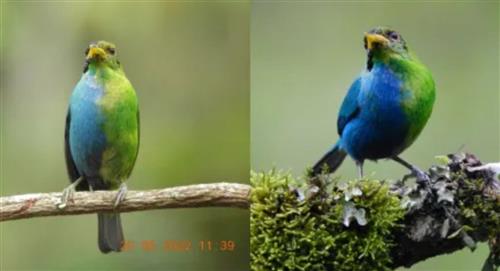 ¡Extraordinario! pájaro mitad macho y mitad hembra fue descubierto en Colombia