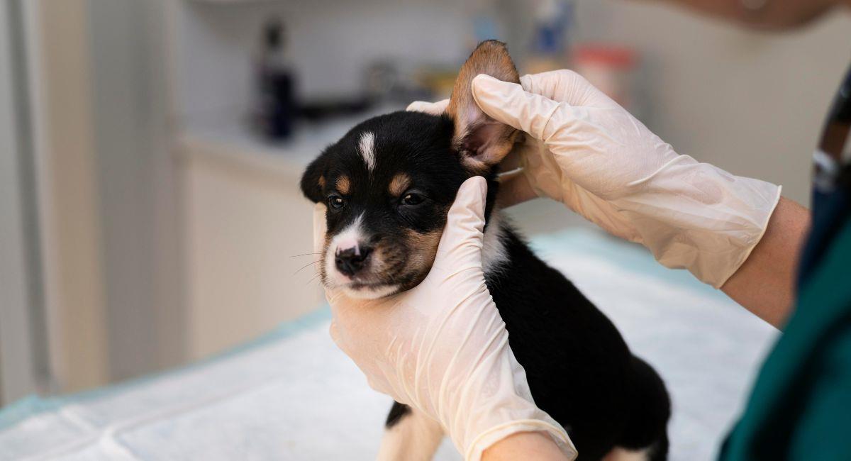 El mejor truco para limpiarle los oídos a tu perro. Foto: Freepik
