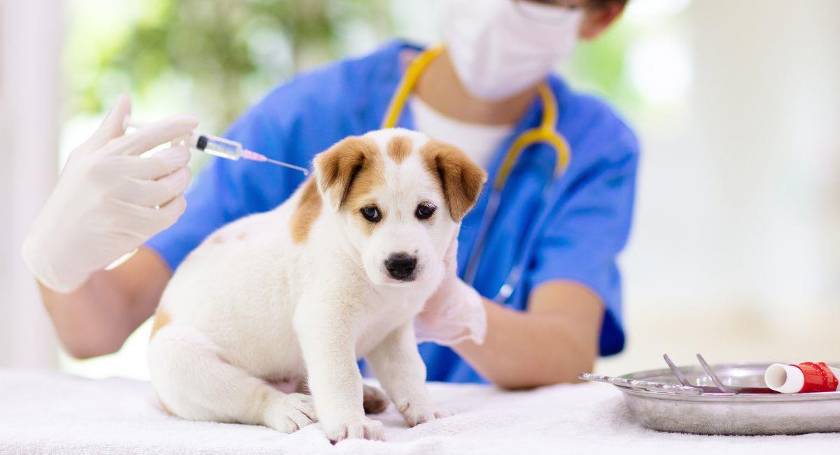 Bogotá vacunará gratis a las mascotas: ¿dónde y cuándo?. Foto: Shutterstock