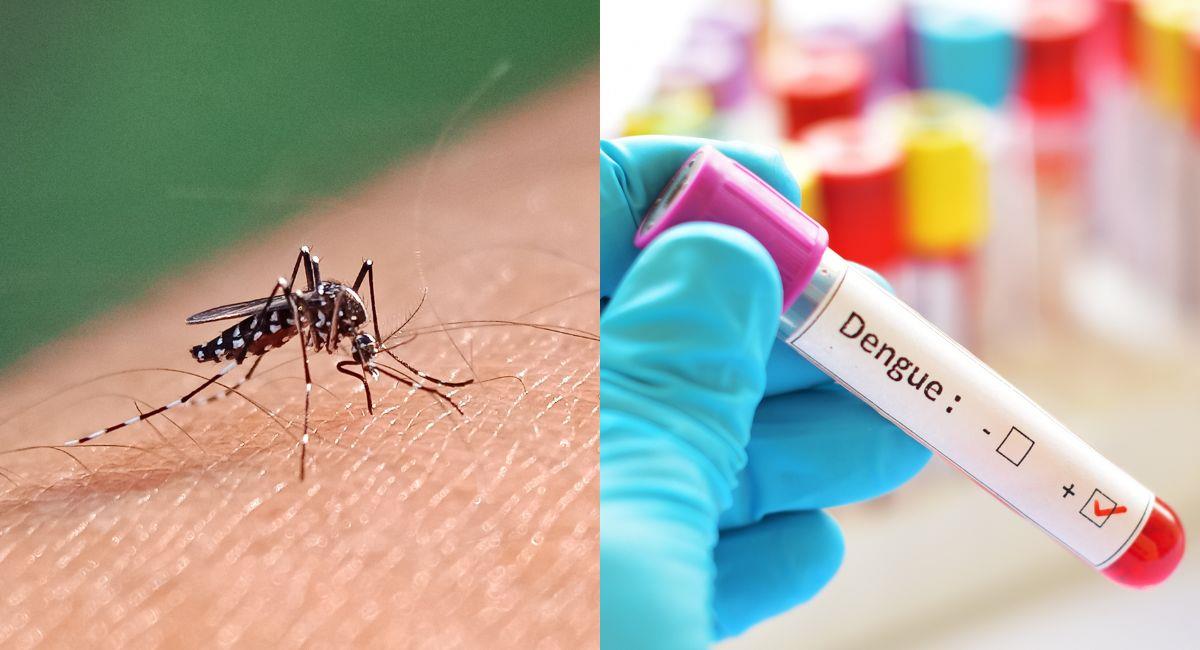 Valle del Cauca en alerta por repunte de casos de dengue. Foto: Shutterstock