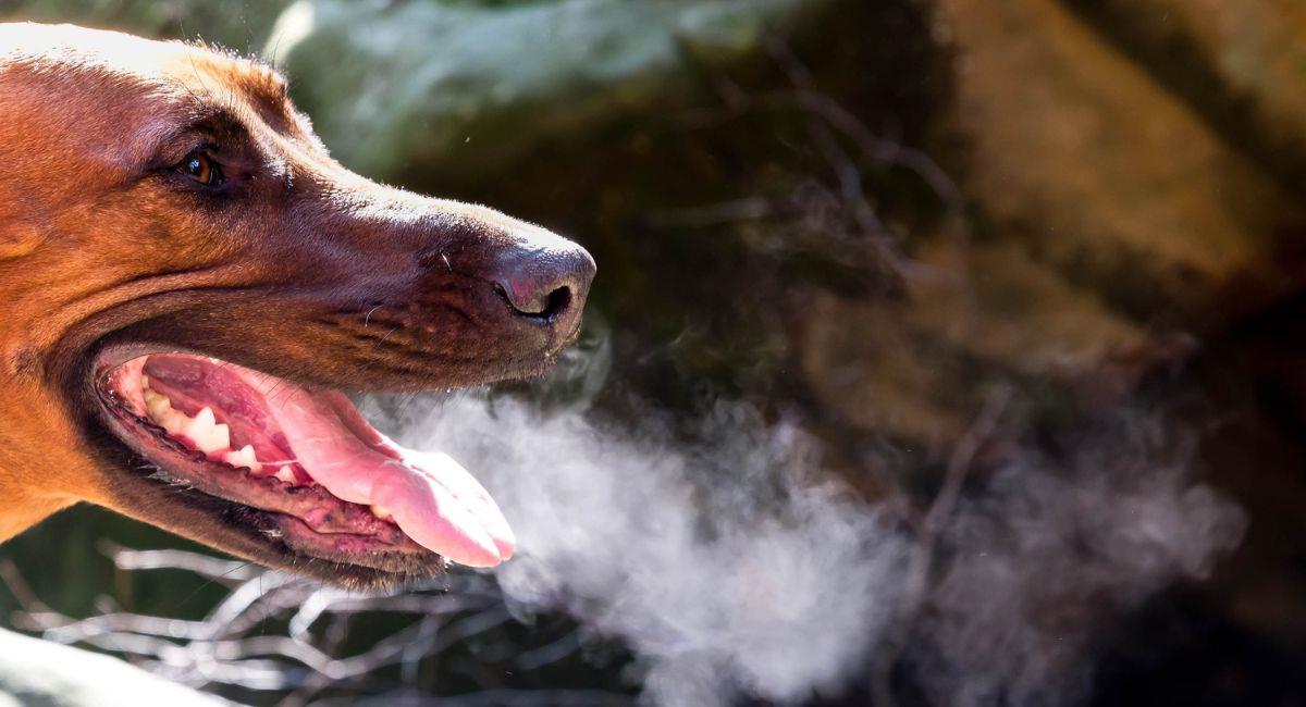 Consejos caninos: trucos para eliminar el mal aliento de tu perro. Foto: Shutterstock