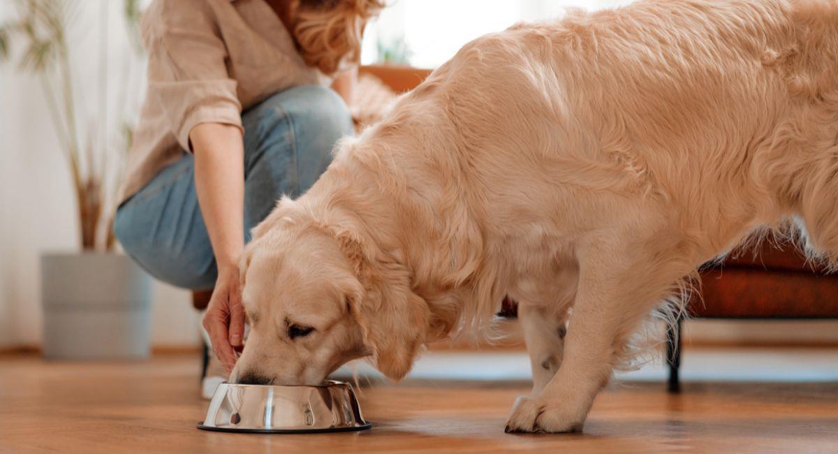 ¿Cómo hacer un comedero para mascotas con botellas de plástico?. Foto: Shutterstock