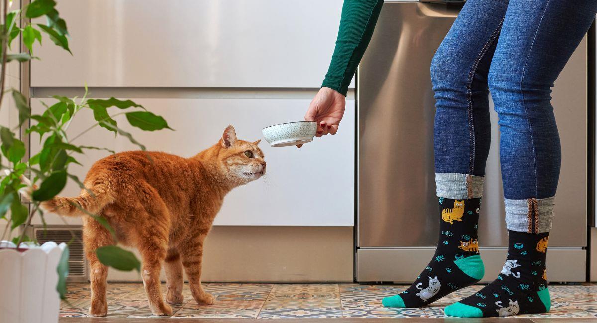 5 razones por las que probablemente tu gato no come. Foto: Shutterstock