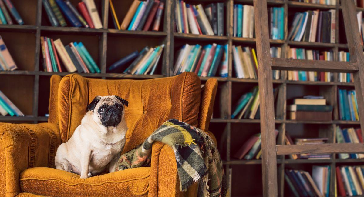 Conoce las bibliotecas a las que puedes ir con tu mascota en Bogotá. Foto: Shutterstock