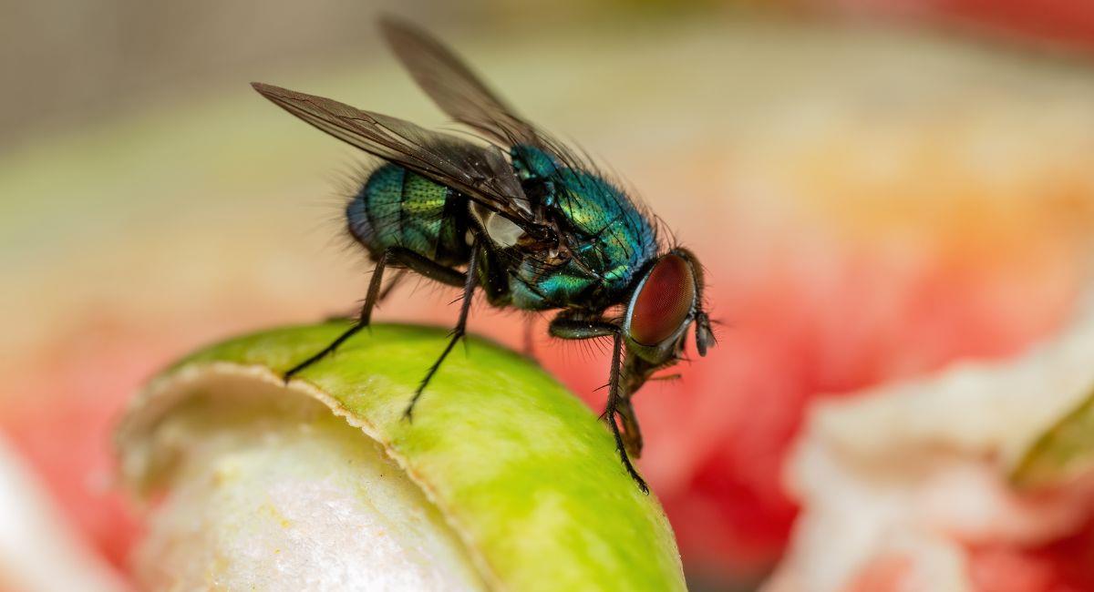 ¿Por qué no debo comer mi comida si una mosca se ha parado en ella?. Foto: Shutterstock