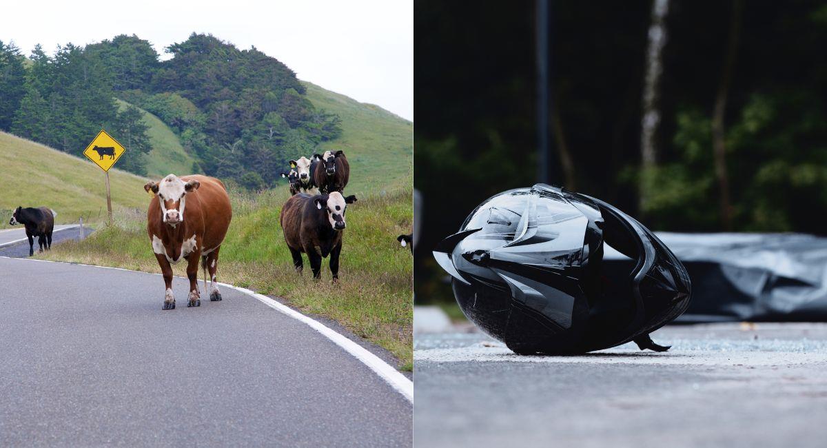 Vaca chocó contra motociclista y le produjo la muerte. Foto: Shutterstock