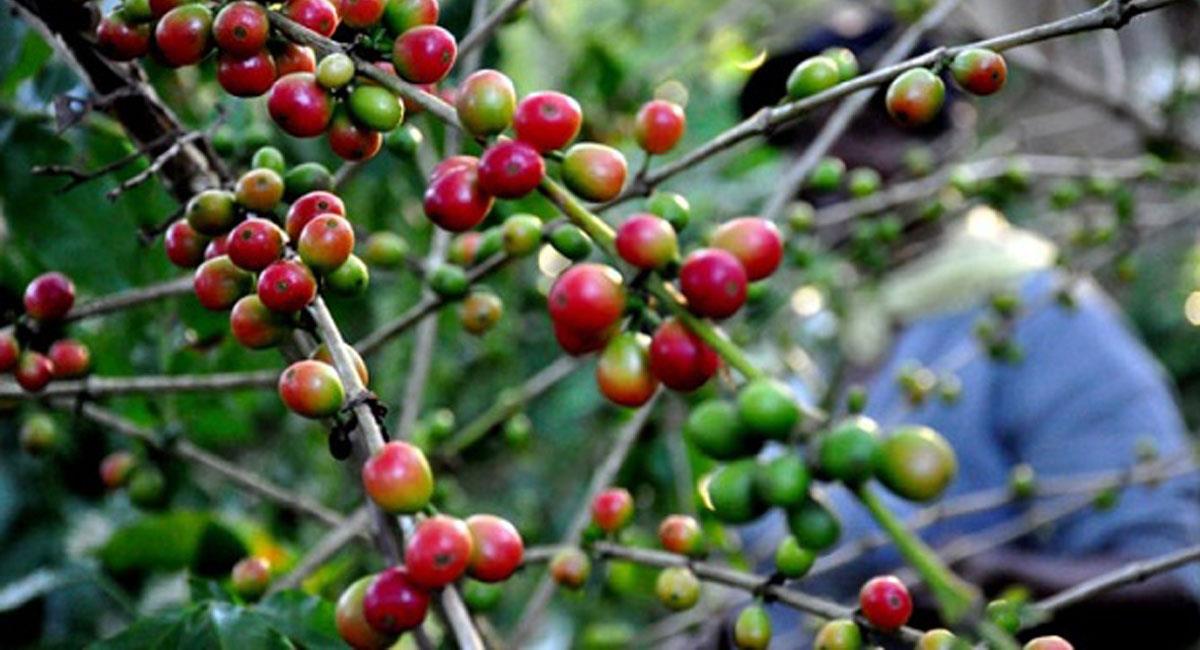 La producción de café en Colombia ha sido un importante rubro de la economía colombiana. Foto: Twitter