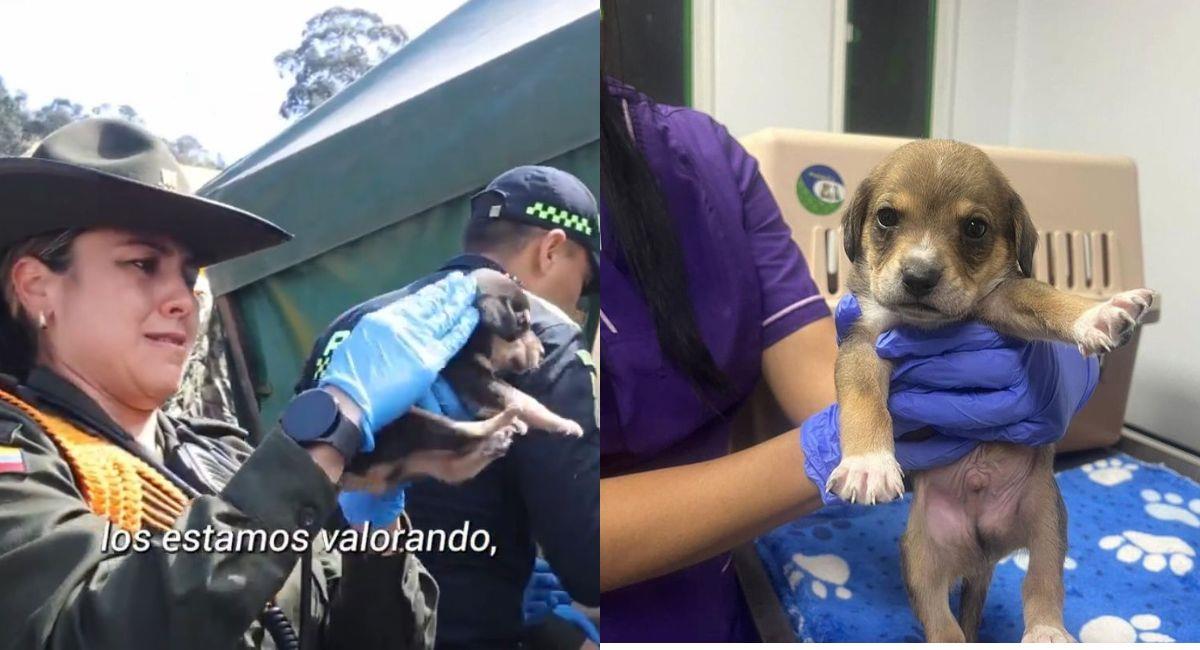 Rescatan más de 15 cachorros de incendio forestal en Bogotá. Foto: Shutterstock