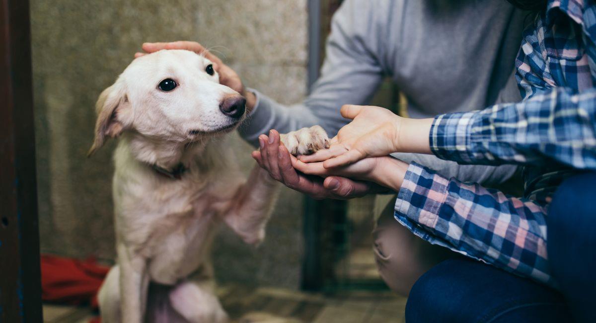Esta ciudad ofrece reducción de impuestos a quienes adopten perros. Foto: Shutterstock
