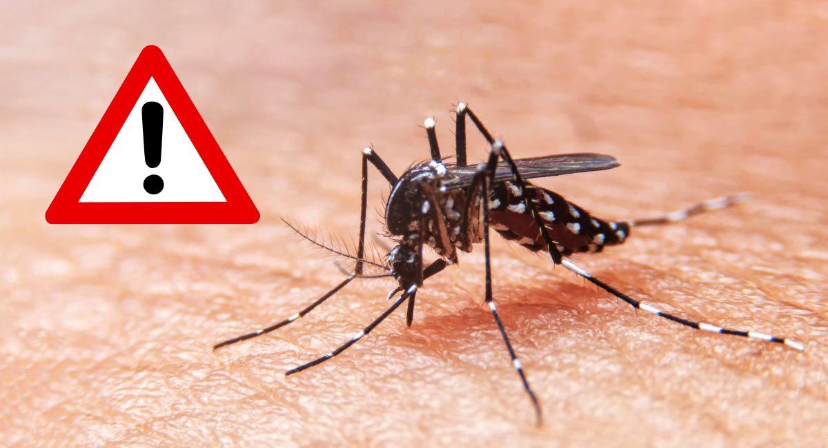 Pico de casos de dengue en el Valle genera preocupación. Foto: Shutterstock
