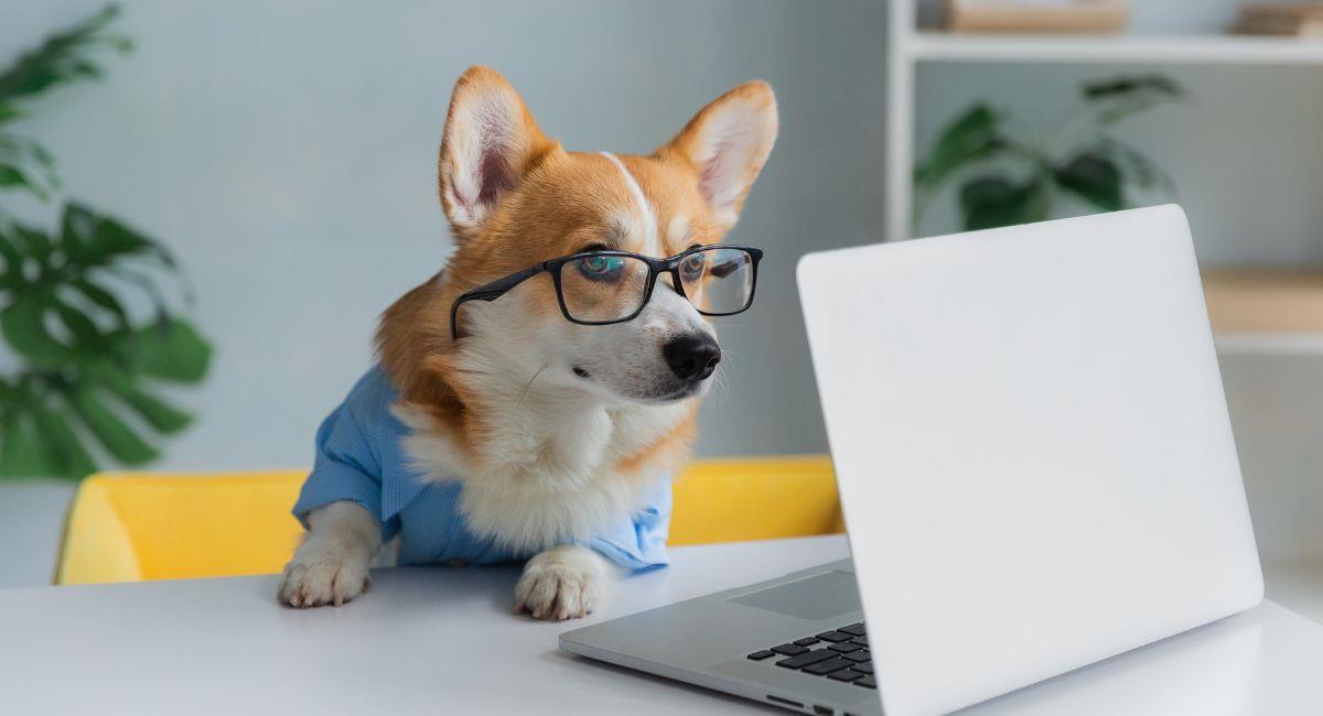Conoce las universidades que son Pet- Friendly y permiten el ingreso de mascotas. Foto: Shutterstock