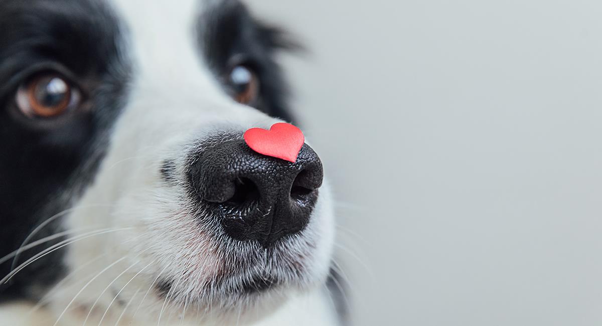 San Adoptín: Bogotá tendrá 4 jornadas de adopción de mascotas en febrero. Foto: Shutterstock