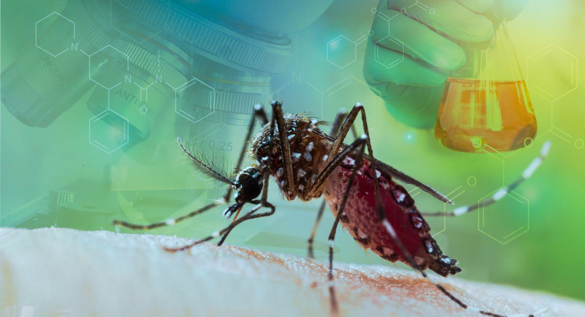 Dengue en Latinoamérica presenta brote, según la OMS. Foto: Shutterstock