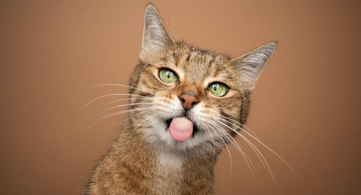La sorprendente función que tienen los bigotes de los gatos. Foto: Shutterstock