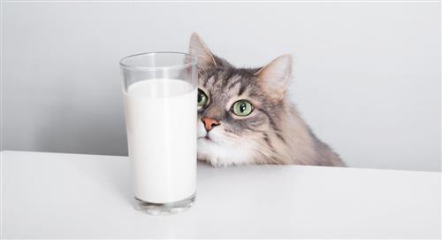 ¿Puede tomar leche mi gato?: esto dicen los expertos