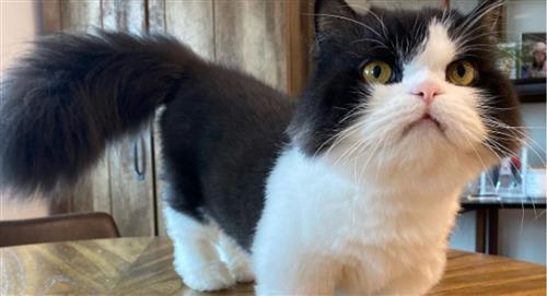 Gatos Munchkin: Descubre la dulce tendencia de los felinos en miniatura