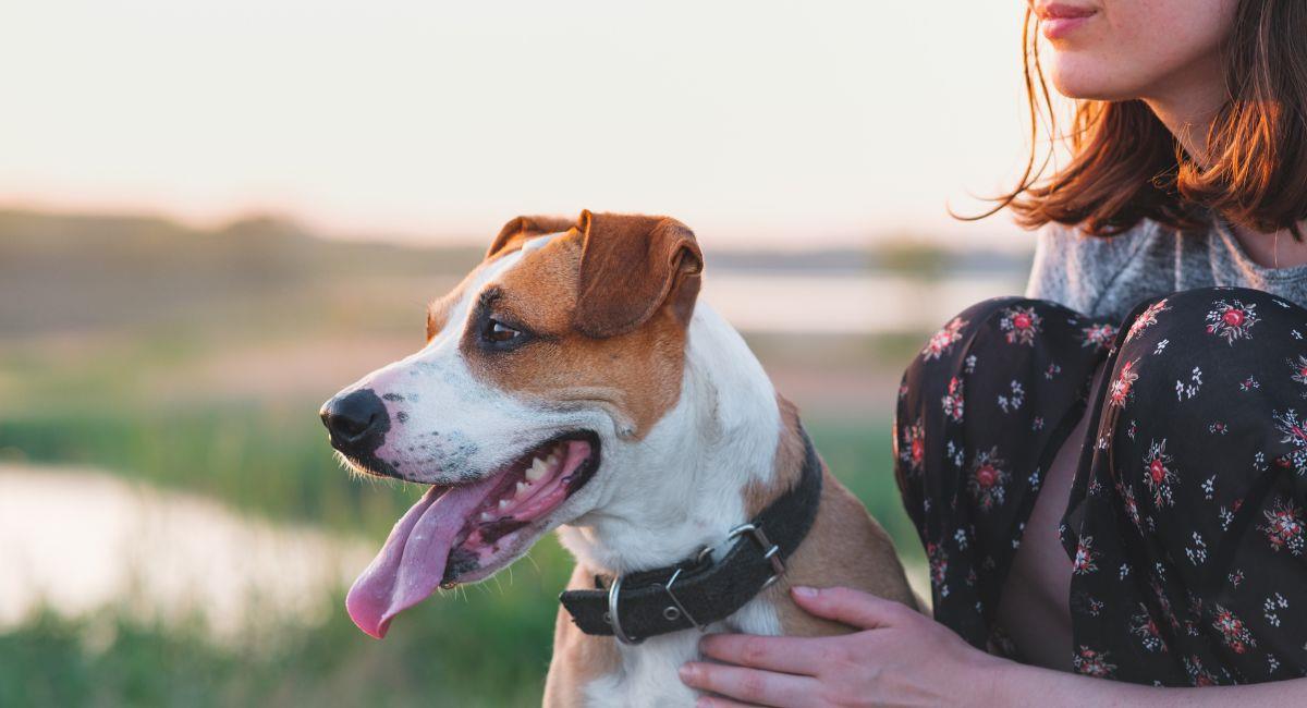 Las mejores razas de perro para ser apoyo emocional. Foto: Shutterstock