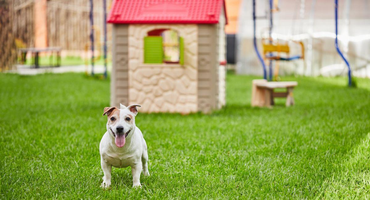¿Cómo enseñarle a mi perro a ir al baño afuera?. Foto: Shutterstock