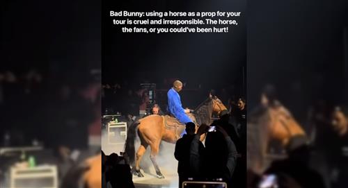 Acusan a Bad Bunny de maltrato por usar un caballo en su show