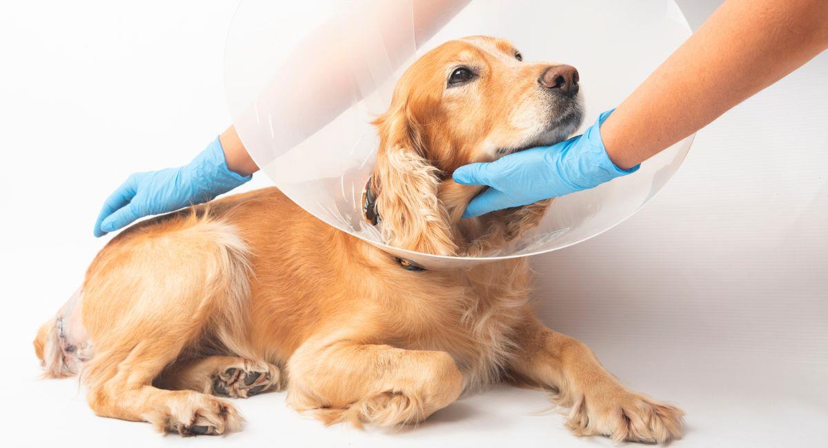 Conoce los beneficios de la esterilización animal. Foto: Shutterstock