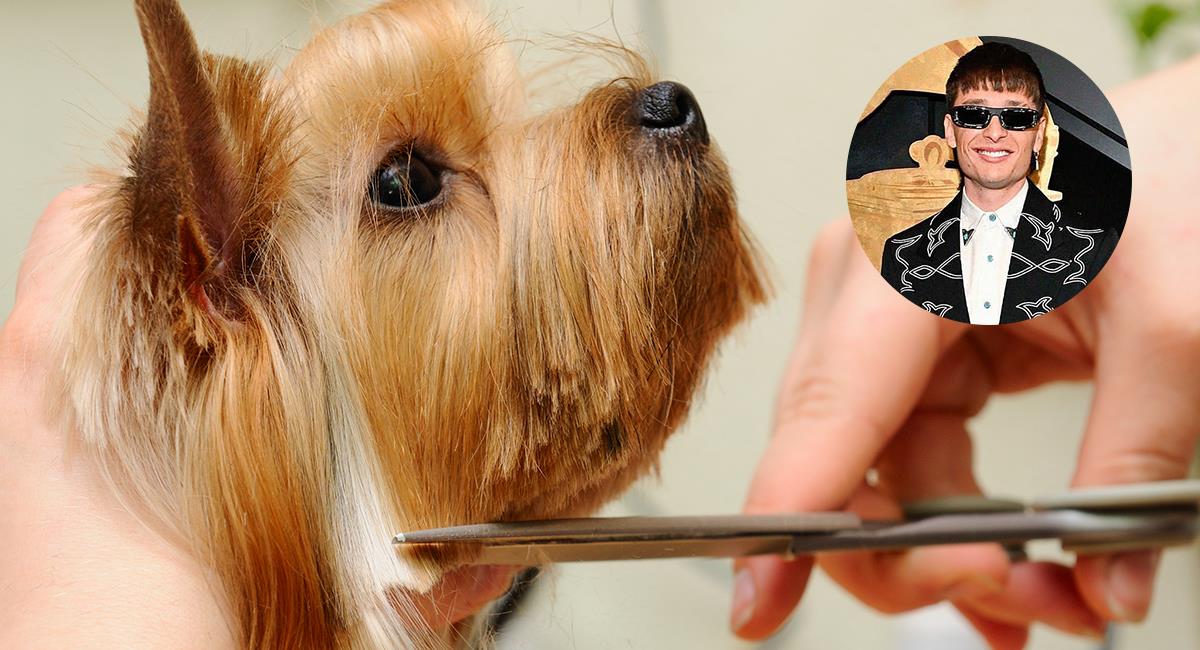 “Perro pluma”: se hace viral polémico corte en perros para que se parezcan a Peso Pluma. Foto: Shutterstock /Instagram @prajinmusicgroup