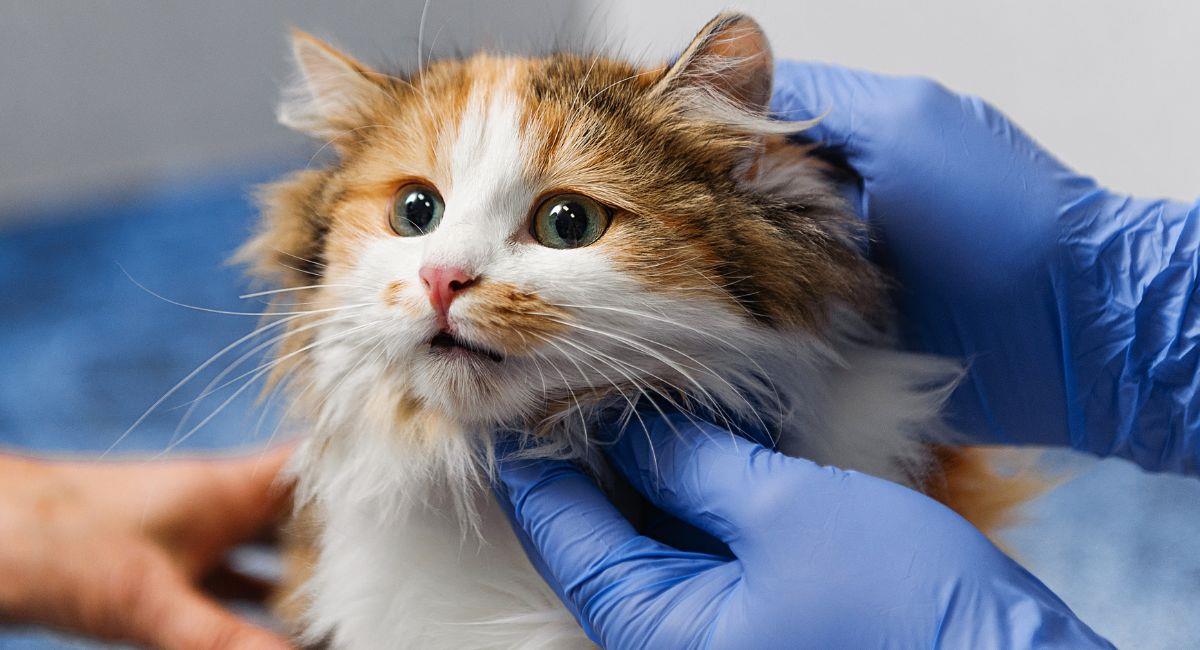 Así puedes esterilizar gratis a tu mascota en Kennedy. Foto: Shutterstock