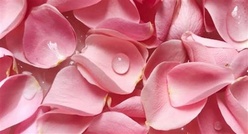 Agua de rosas: Los beneficios y cómo hacerla en casa de forma fácil