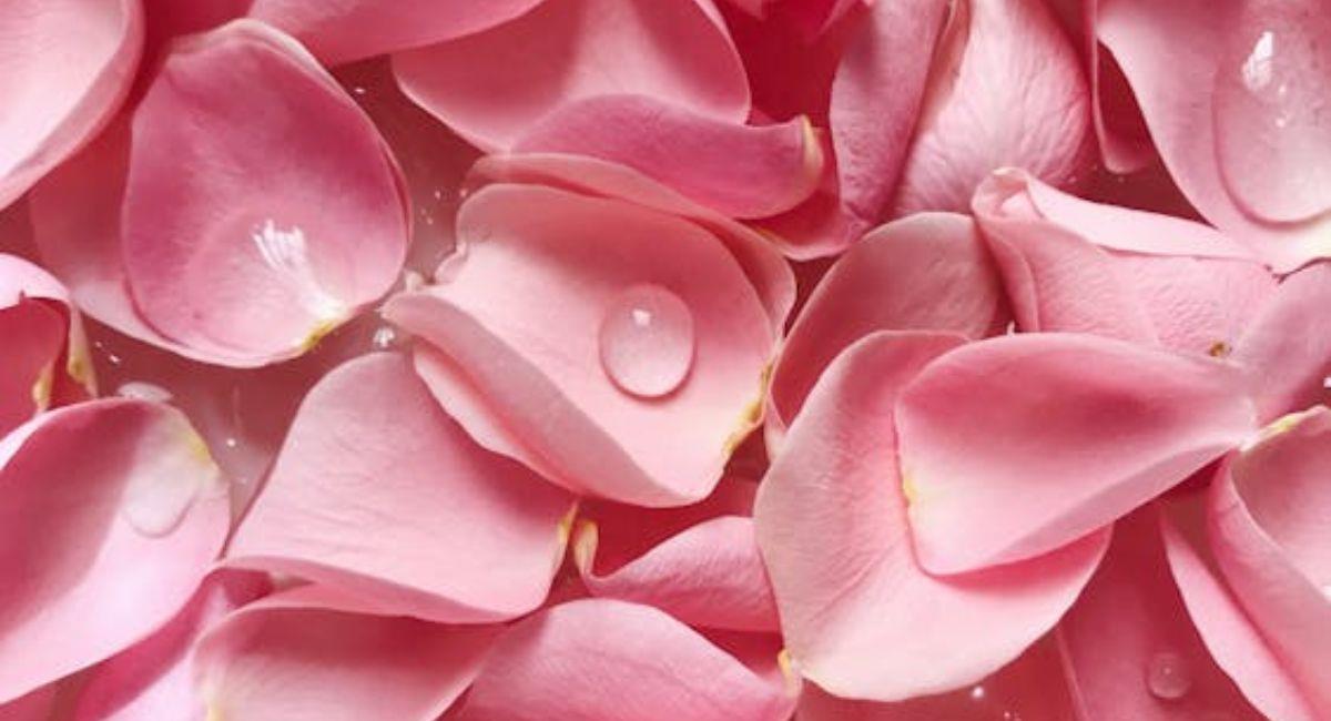Petalos de rosas. Foto: Pexels