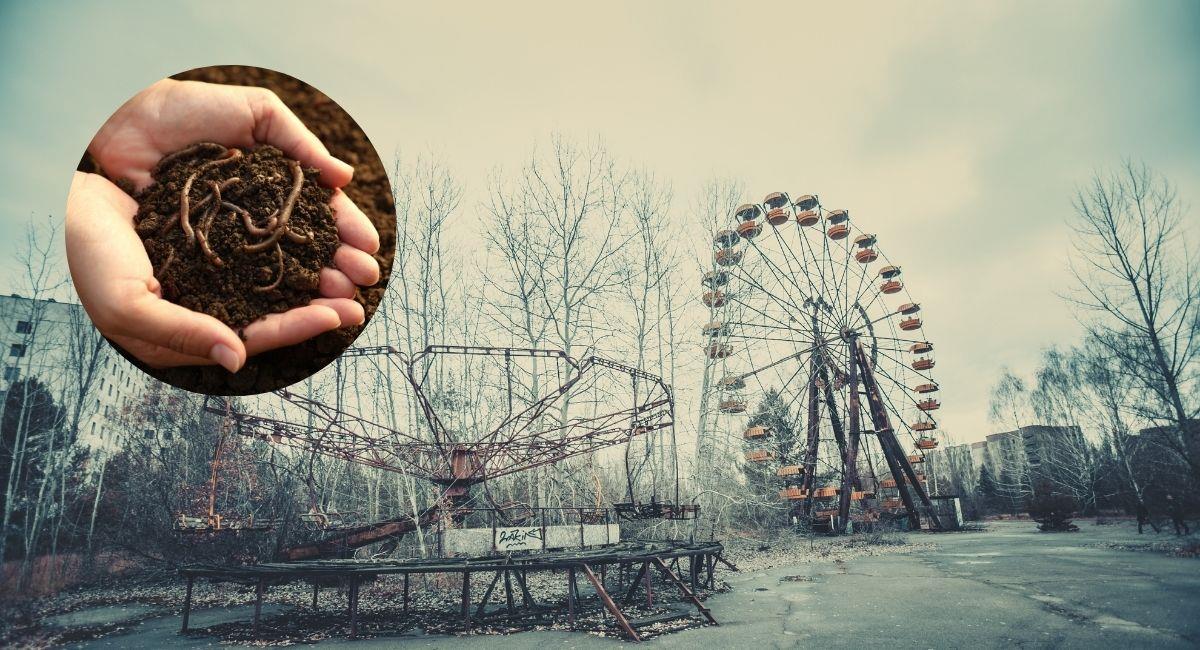 Descubren gusanos en Chernobyl que ayudarían a vencer el cáncer. Foto: Shutterstock