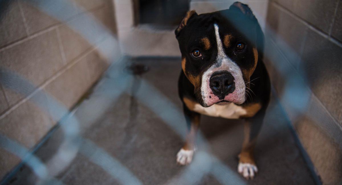 Prisión para hombre que maltrataba a su perro en Bogotá. Foto: Shutterstock